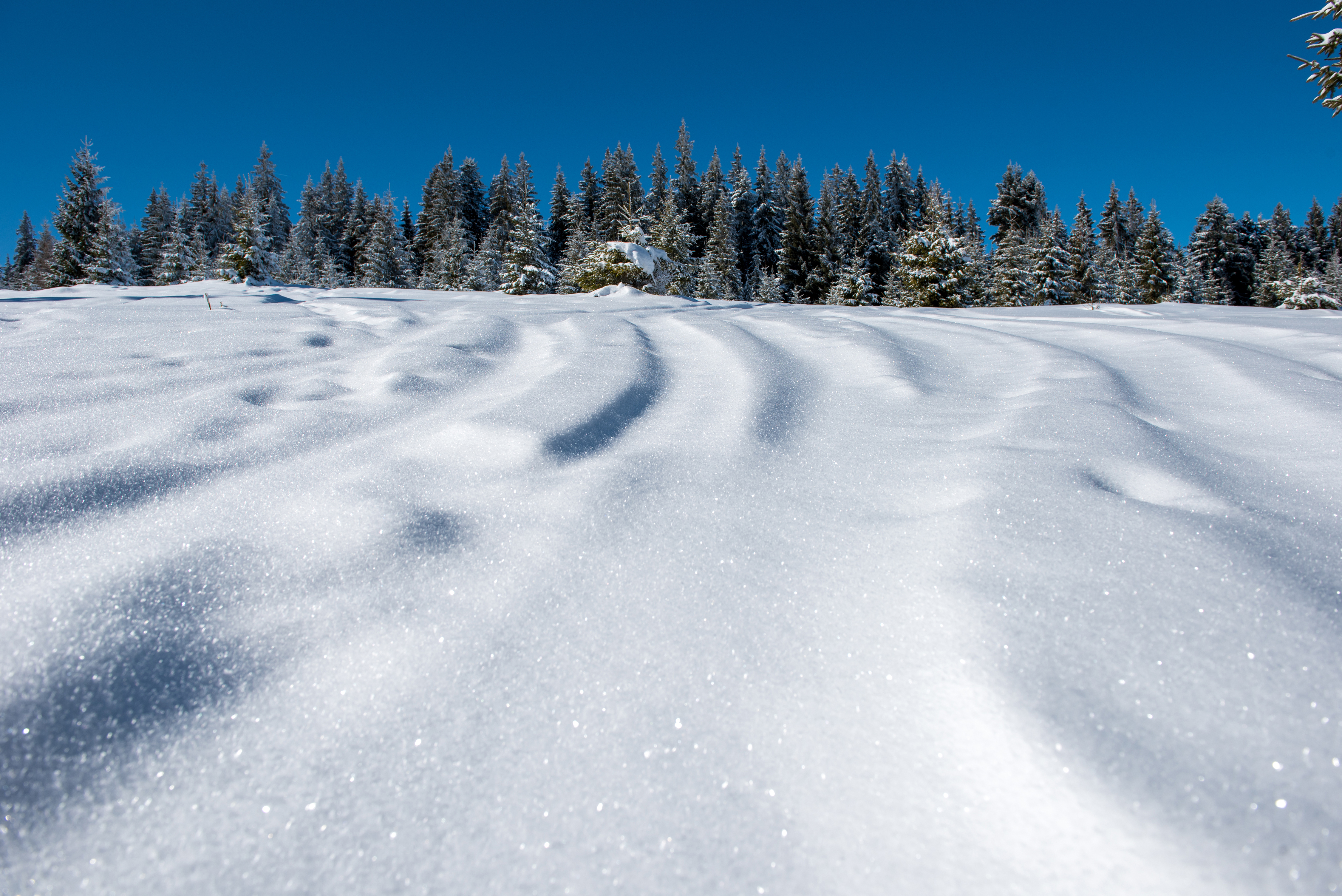 Powder tracks in fresh snow